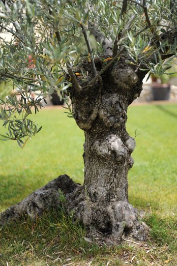 Un arbre ancien à l'apparence originale