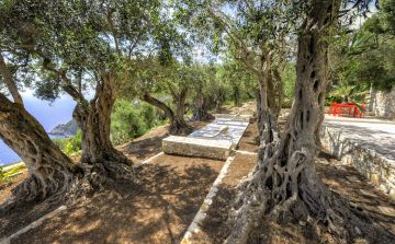 Hamac, transt et table de massage sous les oliviers centenaire en Grèce à deux pas de la piscine.