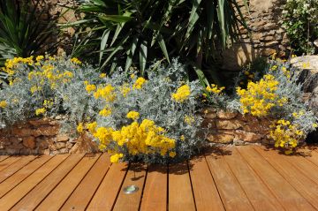 Des fleurs jaunes viennent colorer la terrasse