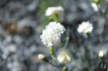 Une petite fleure au bord de la piscine.