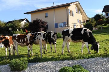 Les vaches à côté de la piscine