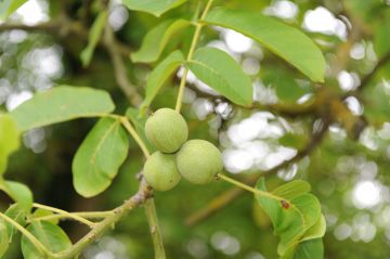 Des fruits à proximité de la piscine