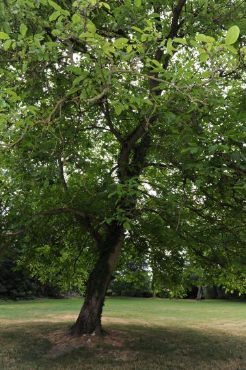 La végétation est dense autour de la maison